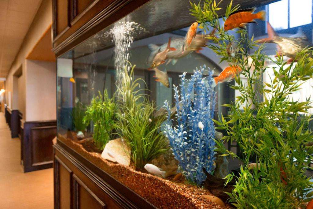 Lobby aquarium with orange fish and aquatic plants